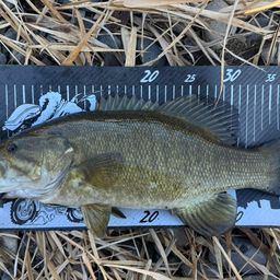 スモールマウスバス