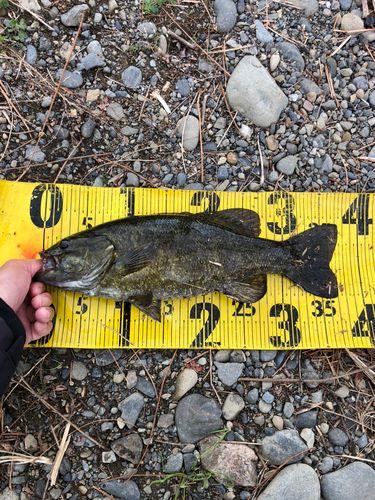 スモールマウスバスの釣果