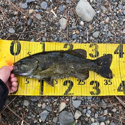 スモールマウスバス