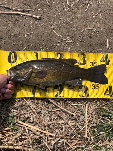 スモールマウスバスの釣果