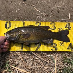 スモールマウスバス