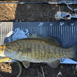 スモールマウスバス