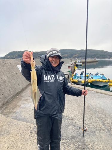 ヤリイカの釣果