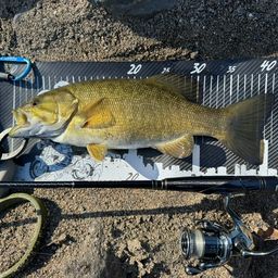 スモールマウスバス