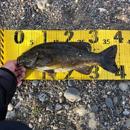 スモールマウスバス