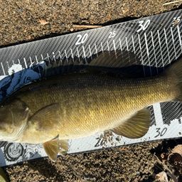 スモールマウスバス