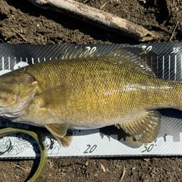 スモールマウスバス