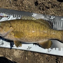 スモールマウスバス