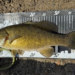 スモールマウスバス