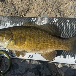 スモールマウスバス