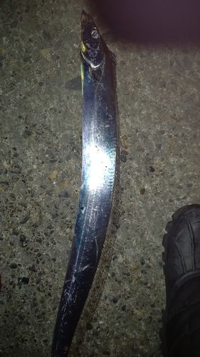 タチウオの釣果