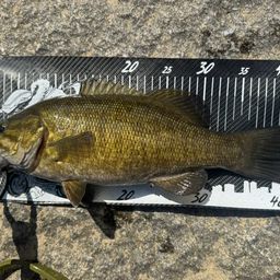 スモールマウスバス