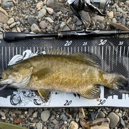 スモールマウスバス