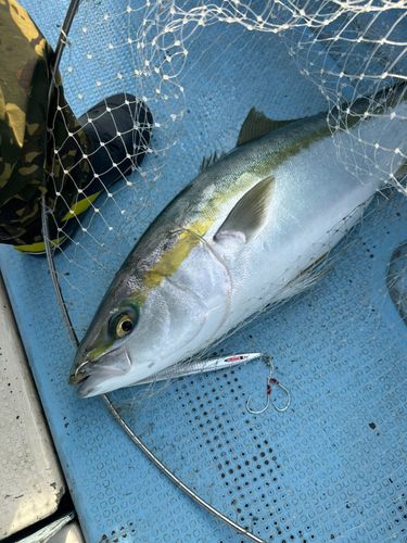 ブリの釣果