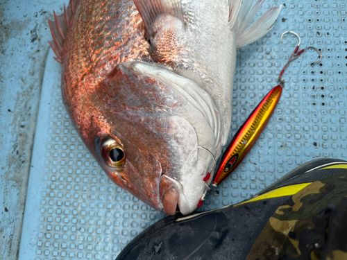 マダイの釣果