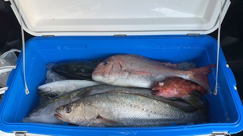 マダイの釣果