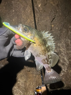 シロメバルの釣果