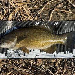 スモールマウスバス