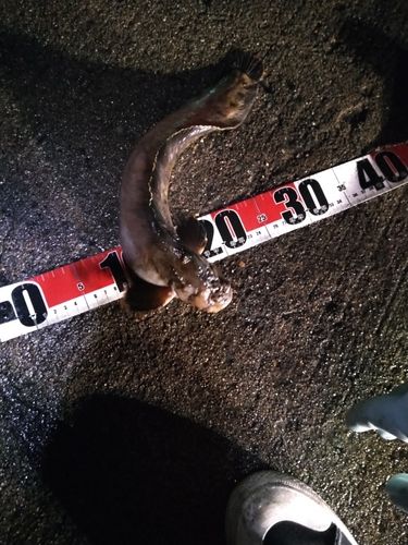 フサギンポの釣果