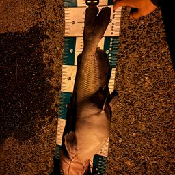 アメリカナマズ