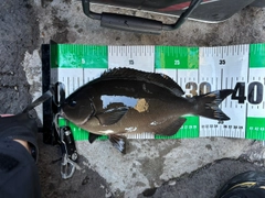 メジナの釣果