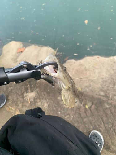 マゴチの釣果