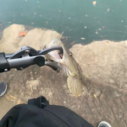 マゴチ