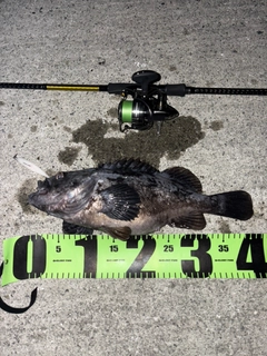 クロソイの釣果