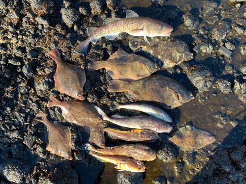 クロガシラガレイの釣果