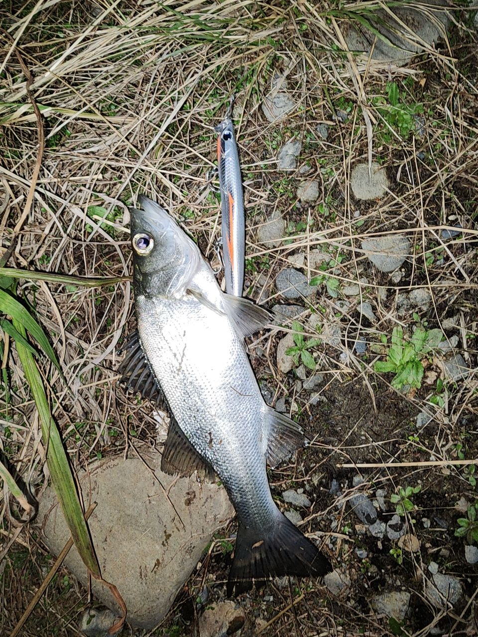 シーバス