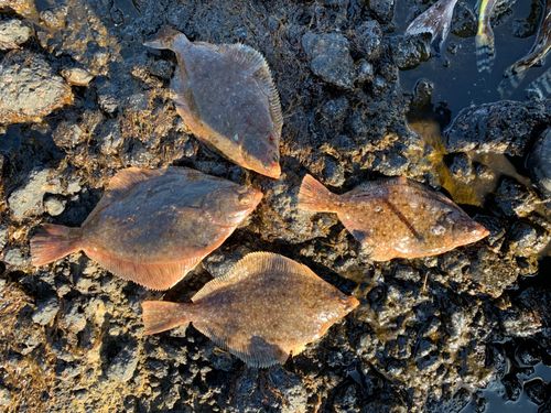 マガレイの釣果