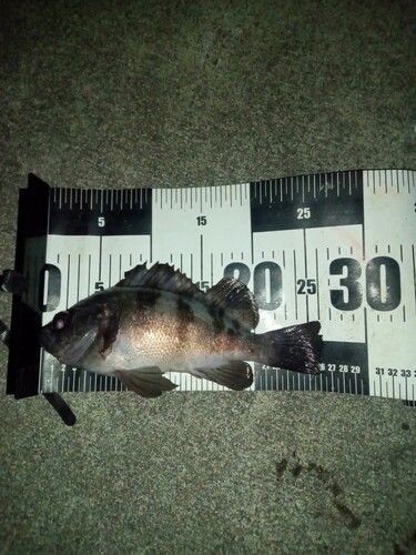 メバルの釣果