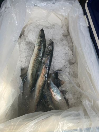 ニシンの釣果