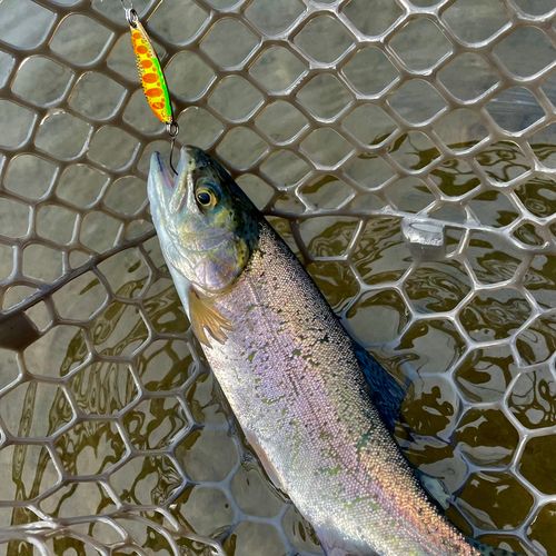 ニジマスの釣果