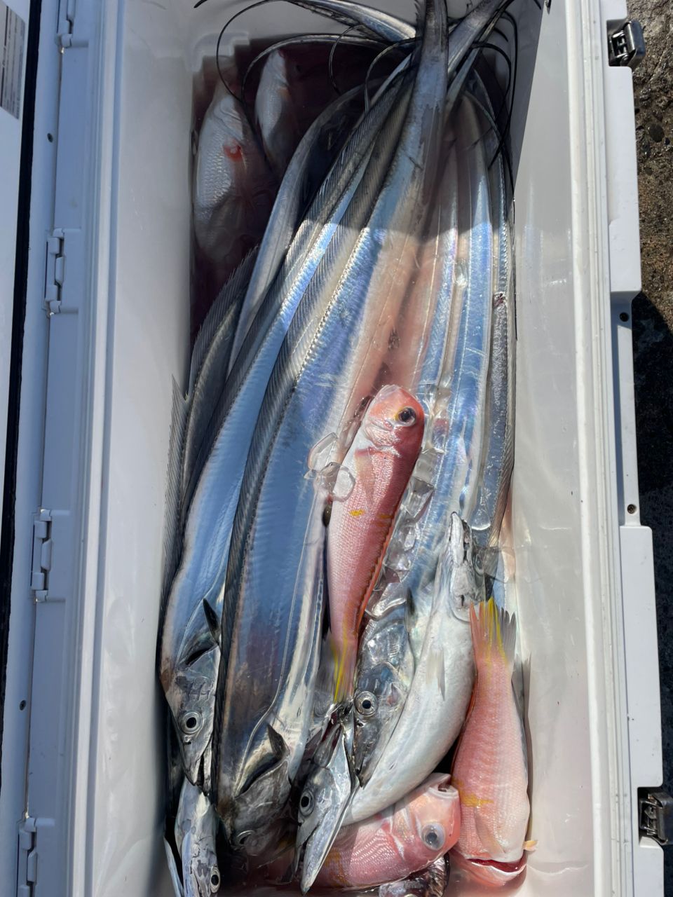極鋭タチウオテンヤSP 82S 185 AGS DAIWA（釣り） ダイワ 極鋭タチウオテンヤSP 82S-185AGS 2021新