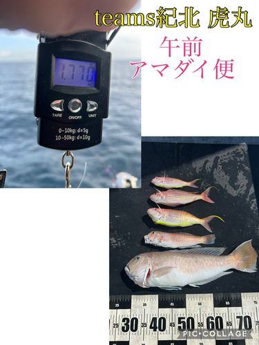 シロアマダイの釣果