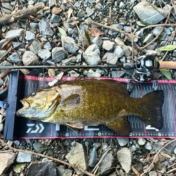 スモールマウスバス