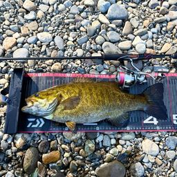 スモールマウスバス