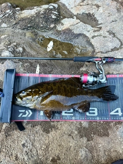 スモールマウスバスの釣果