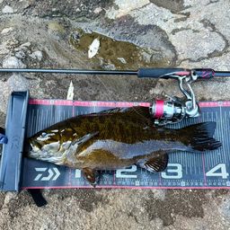 スモールマウスバス