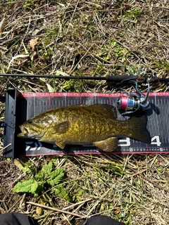 スモールマウスバスの釣果