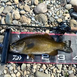 スモールマウスバス