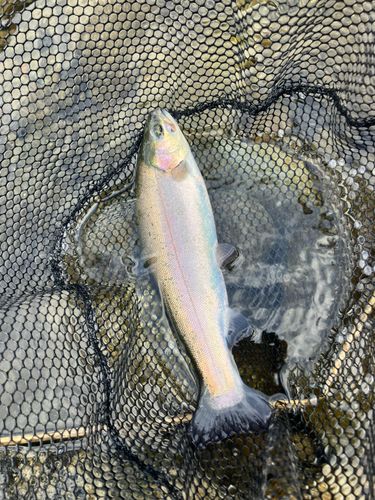 ニジマスの釣果