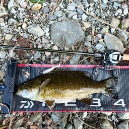 スモールマウスバス