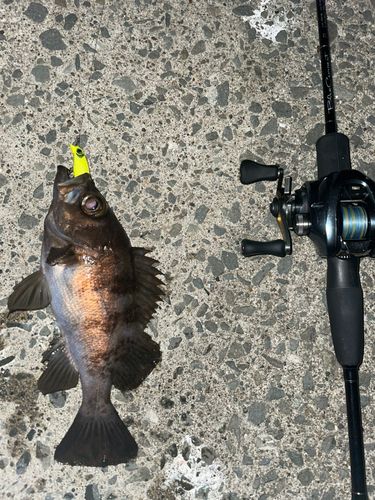 シロメバルの釣果
