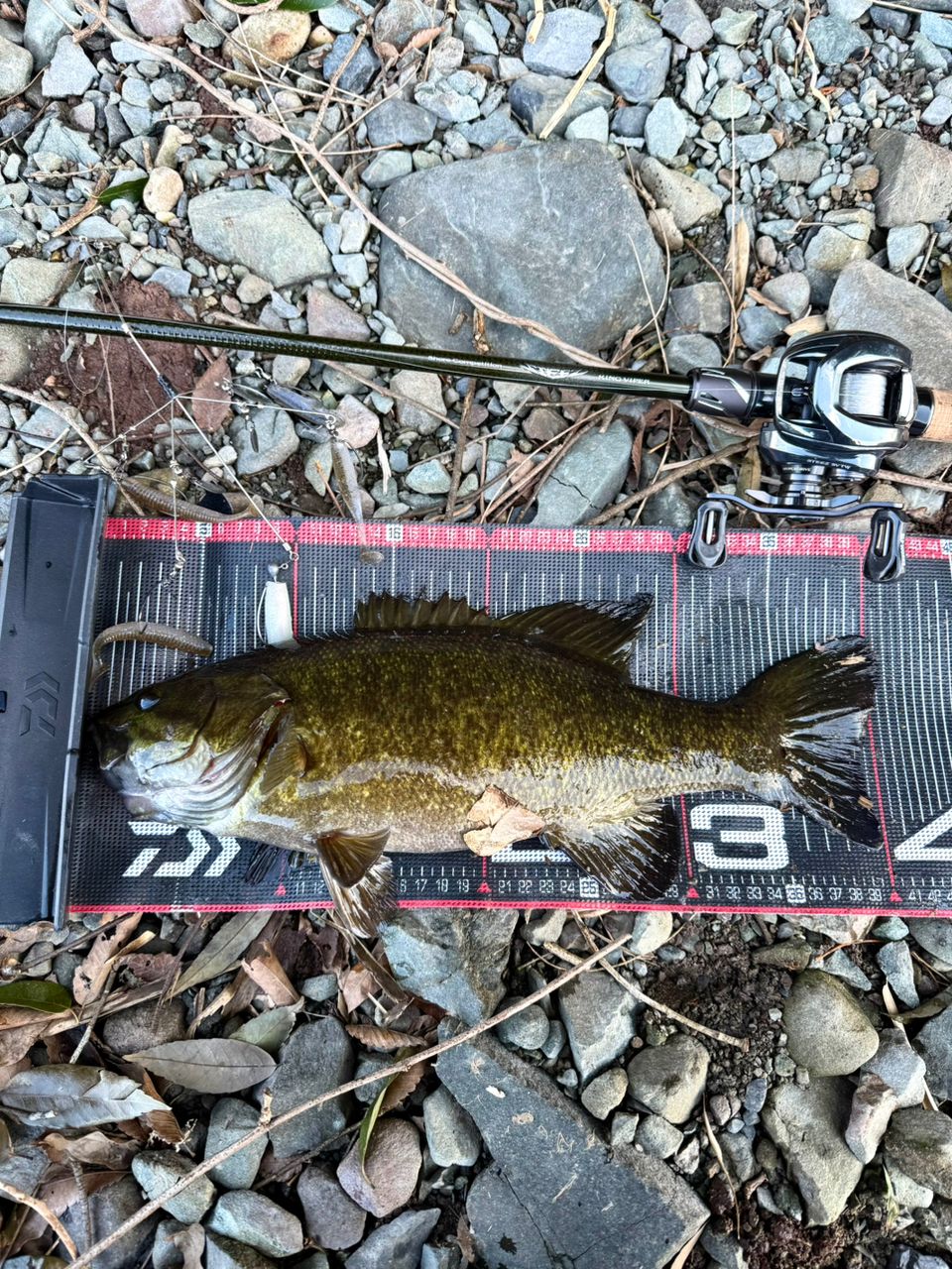 スモールマウスバス