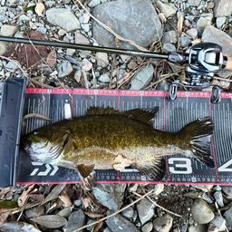 スモールマウスバス