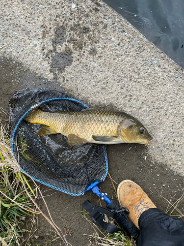 コイの釣果