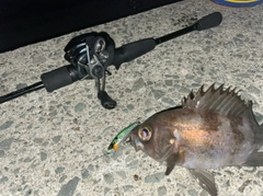 シロメバルの釣果