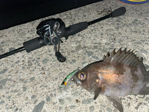 シロメバルの釣果